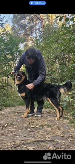 Собака в добрые руки, Бернский зенненхунд