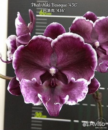 Сортовые орхидеи