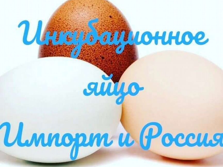 Инкубационное яйцо. Розница и опт