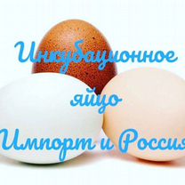 Инкубационное яйцо круглый год. Розница и опт