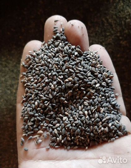 Семена ели обыкновенной