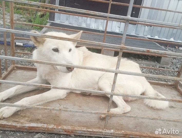 Собака в добрые руки