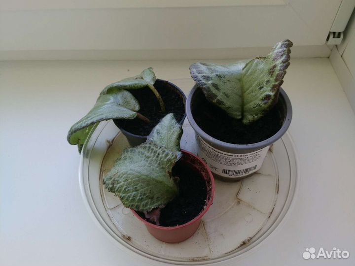 Эписция (ампельная), или павлиний цветок