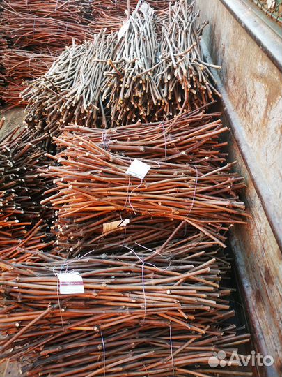 Подвой кобер 5бб