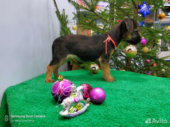 Щенки бордер терьера