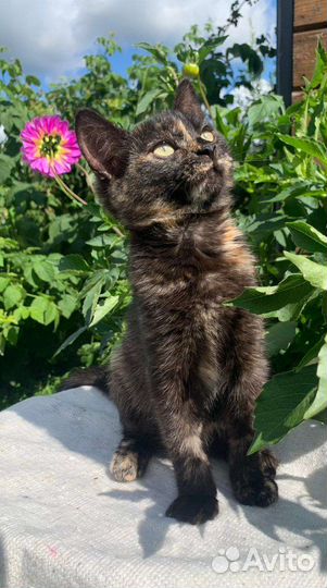 Черепаховый котенок девочка 2,5 мес