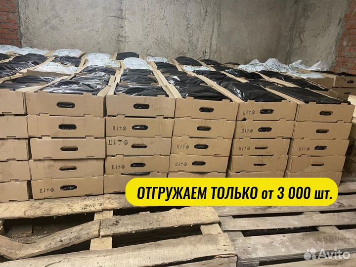 Сеянцы ели окс