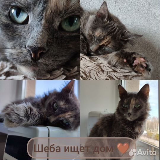 Золотая Шеба