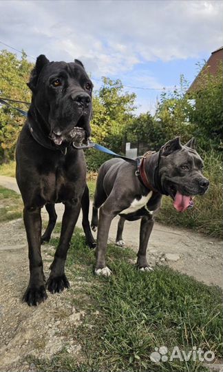 Кобель кане корсо в добрые руки