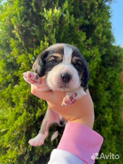 Щенки бигль