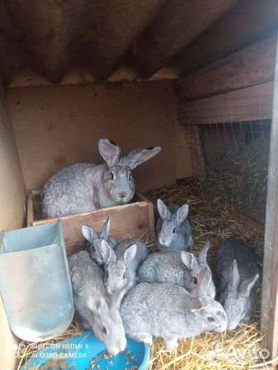 Кролики мясных пород