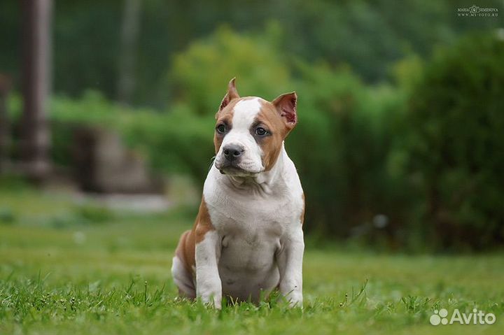 Девочка амстафф питомник