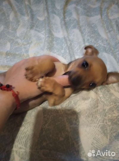 Маленькая собака