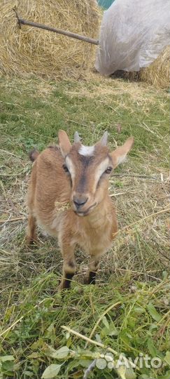 Альпийские козлята