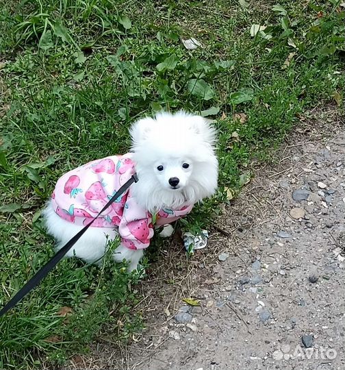 Померанский шпиц мини белый