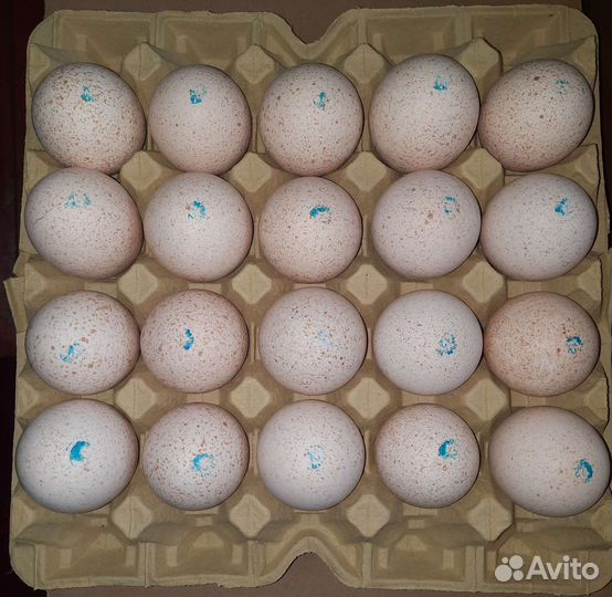 Инкубационное яйцо
