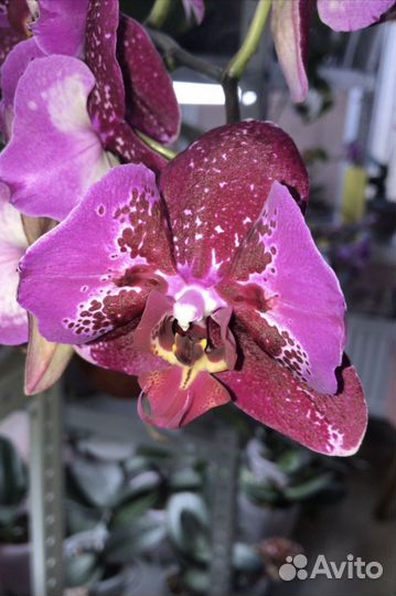 Орхидея бабочка