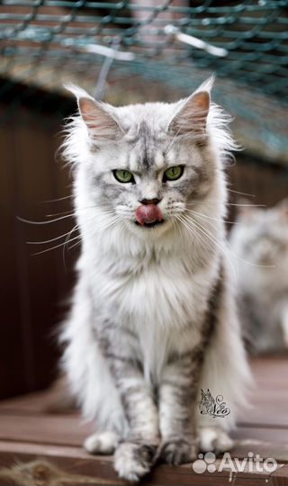 Кошка мейнкун