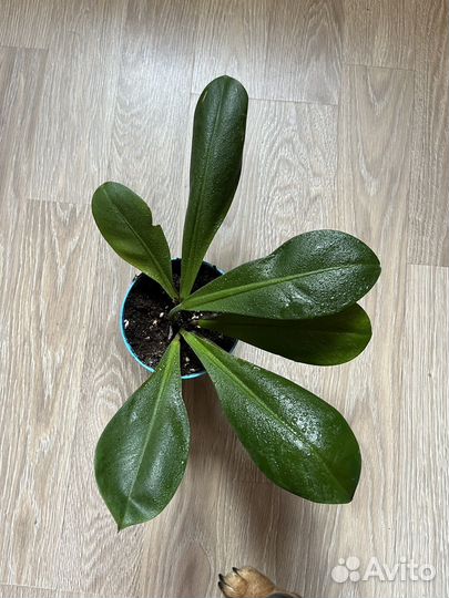 Филодендрон кустовой