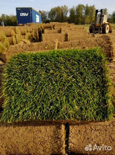 Рулонный газон 