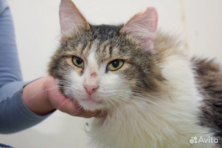 Кошка в дар