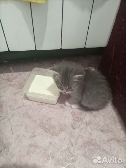 Кошки в добрые руки бесплатно