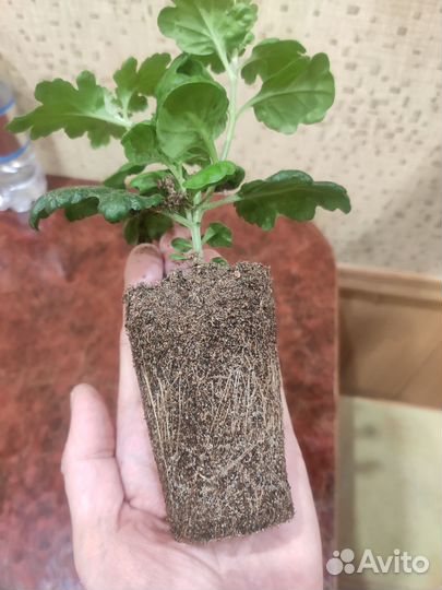 Черенки кустовой хризантемы