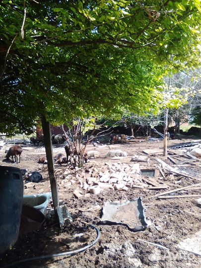 Овцы бараны