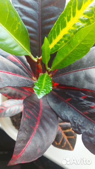 Кротон Норма