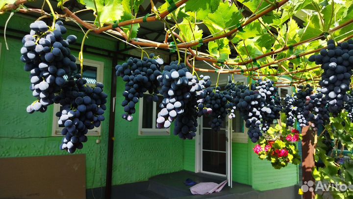 Саженцы и черенки винограда