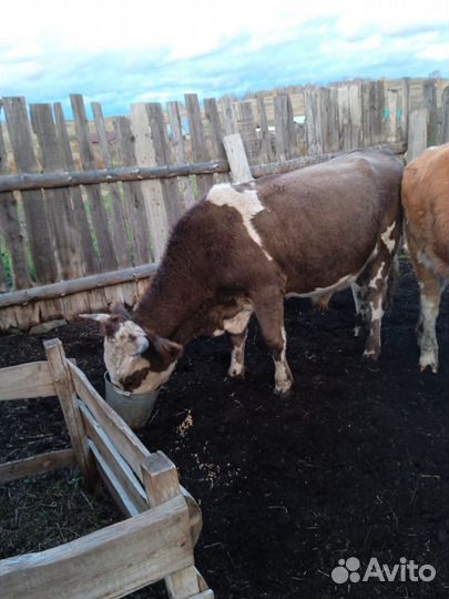 С / х животное