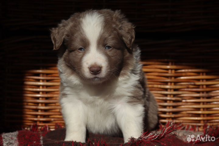 Бордер колли