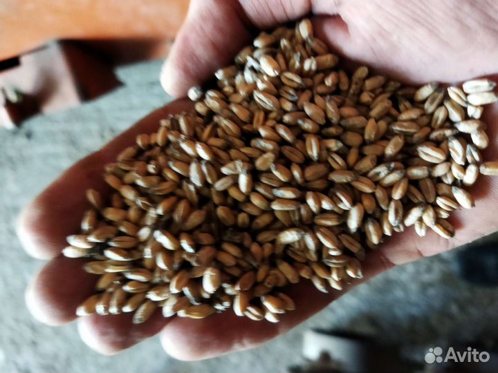 Зерно пшеница ячмень