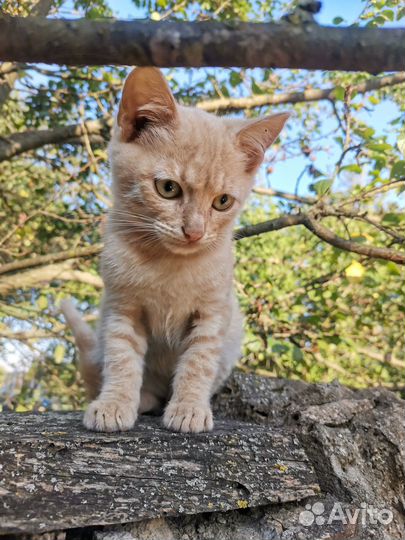 Котики в дар