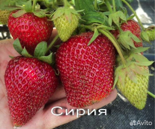 Рассада клубники сирия