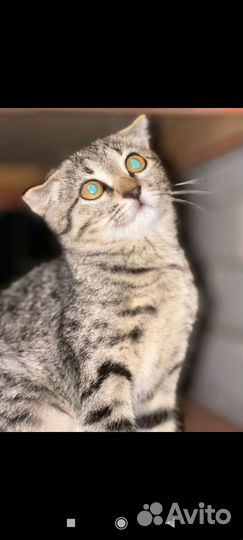 Кошка в дар бесплатно