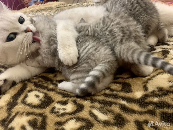 Шотландские котята