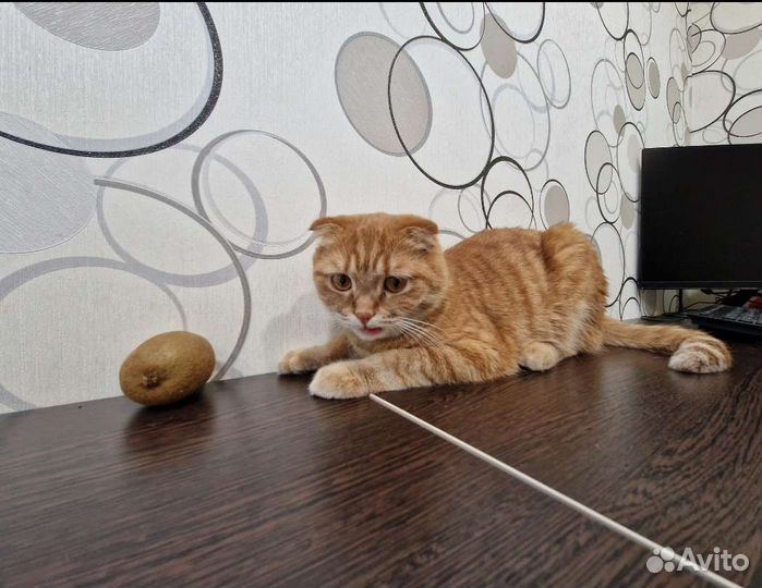 Шотландский кот