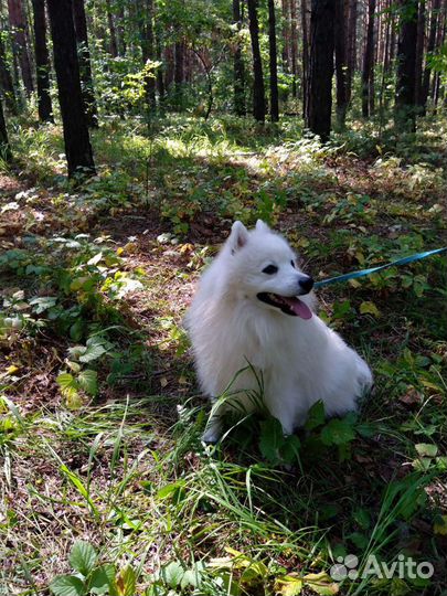 Японский шпиц вязка