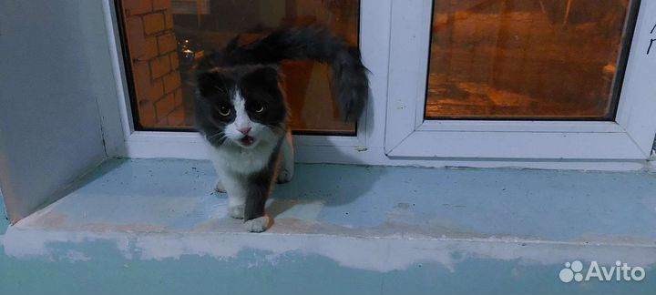 Пушистик потеряшка