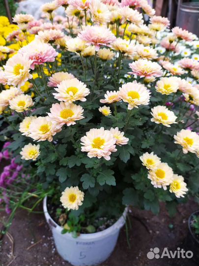 Хризантема мультифлора опт и розница