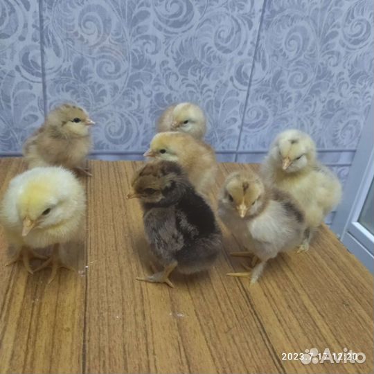 Цыплята суточные несушки дрсашние