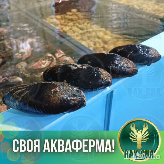 Мидии Грея Гигант