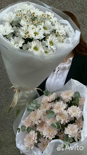 Хризантема /букет /нежные цветы