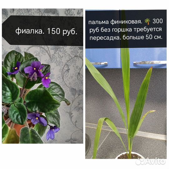 Алоказия, антуриум, фиалка, пальма, аглаонема