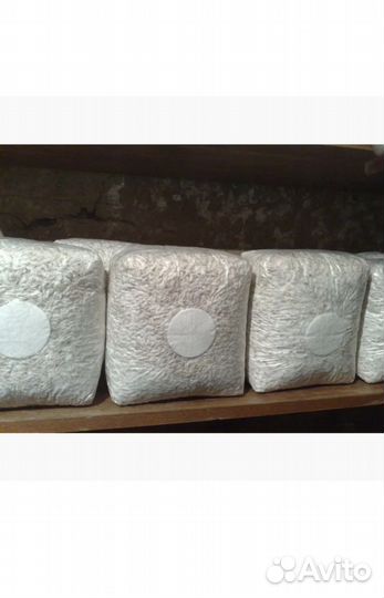 Мицелий вешенки