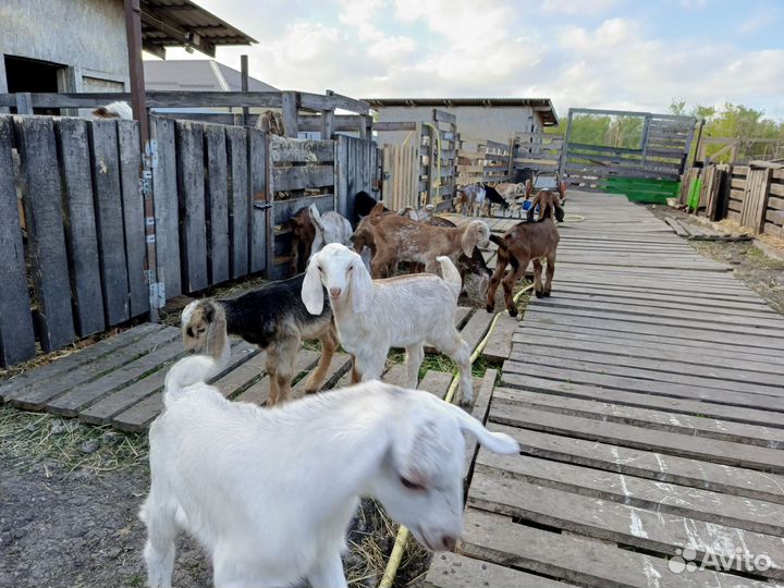 Козлята от дойных коз