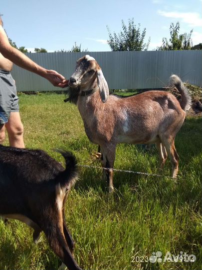 Козел и коза
