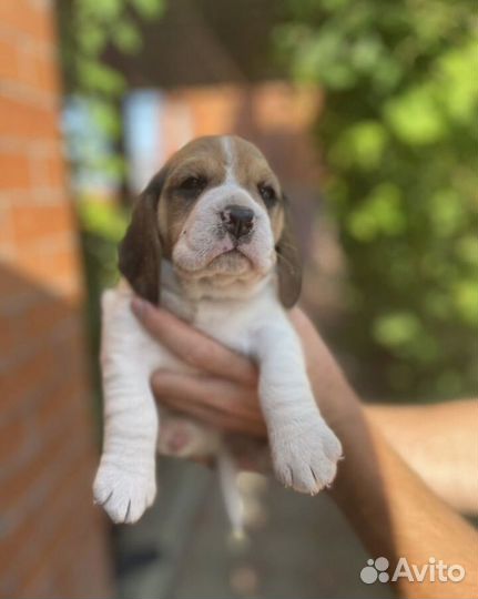 Щенки Бигль