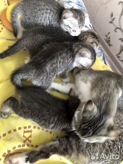 Шотландские вислоухие котята